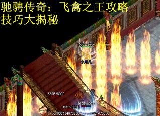 驰骋传奇：飞禽之王攻略技巧大揭秘